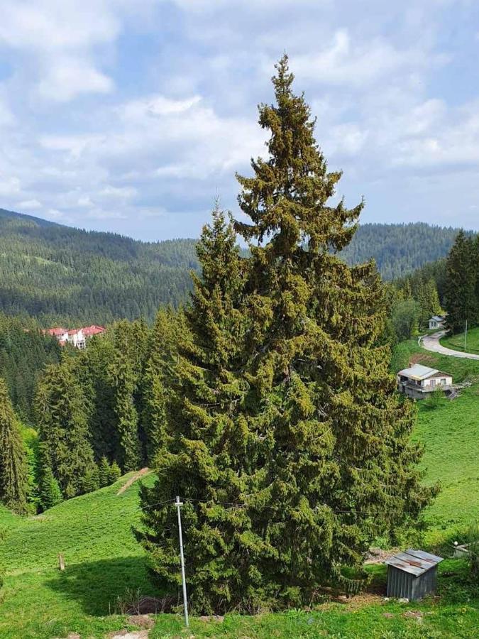 Apartment 428A In Hotel Snezhanka, Pamporovo Dış mekan fotoğraf